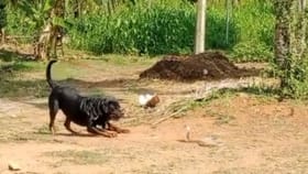 ನಾಯಿ - ನಾಗರ ಹಾವಿನ ಮಧ್ಯೆ ಬಿಗ್​ ಫೈಟ್