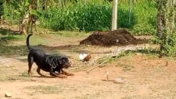 ನಾಯಿ - ನಾಗರ ಹಾವಿನ ಮಧ್ಯೆ ಬಿಗ್​ ಫೈಟ್