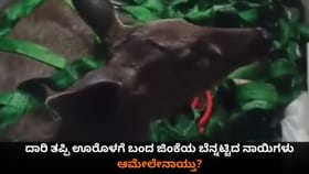 ದಾರಿ ತಪ್ಪಿ ಊರೊಳಗೆ ಬಂದ ಜಿಂಕೆಯ ಬೆನ್ನಟ್ಟಿದ ನಾಯಿಗಳು; ಆಮೇಲೇನಾಯ್ತು?