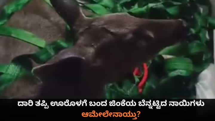 ದಾರಿ ತಪ್ಪಿ ಊರೊಳಗೆ ಬಂದ ಜಿಂಕೆಯ ಬೆನ್ನಟ್ಟಿದ ನಾಯಿಗಳು; ಆಮೇಲೇನಾಯ್ತು? ದಾರಿ ತಪ್ಪಿ ಊರೊಳಗೆ ಬಂದ ಜಿಂಕೆಯ ಬೆನ್ನಟ್ಟಿದ ನಾಯಿಗಳು; ಆಮೇಲೇನಾಯ್ತು?