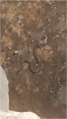 ಲಕ್ಕುಂಡಿ ಉತ್ಖನನ ಜಾಗದಲ್ಲಿ ಹಾವು ಪ್ರತ್ಯಕ್ಷ!