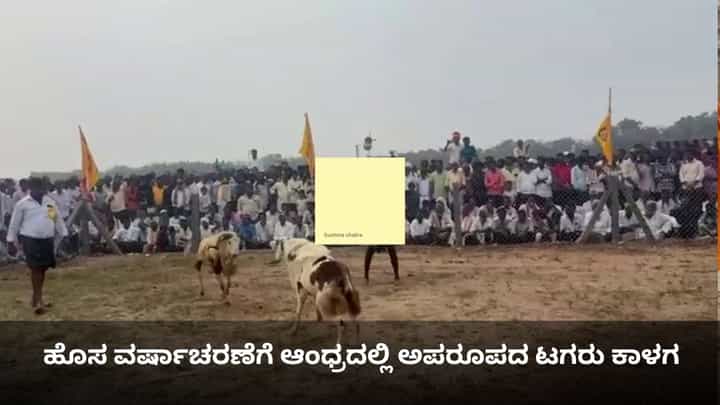 ಹೊಸ ವರ್ಷಾಚರಣೆಗೆ ಆಂಧ್ರದಲ್ಲಿ ಅಪರೂಪದ ಟಗರು ಕಾಳಗ ಹೊಸ ವರ್ಷಾಚರಣೆಗೆ ಆಂಧ್ರದಲ್ಲಿ ಅಪರೂಪದ ಟಗರು ಕಾಳಗ