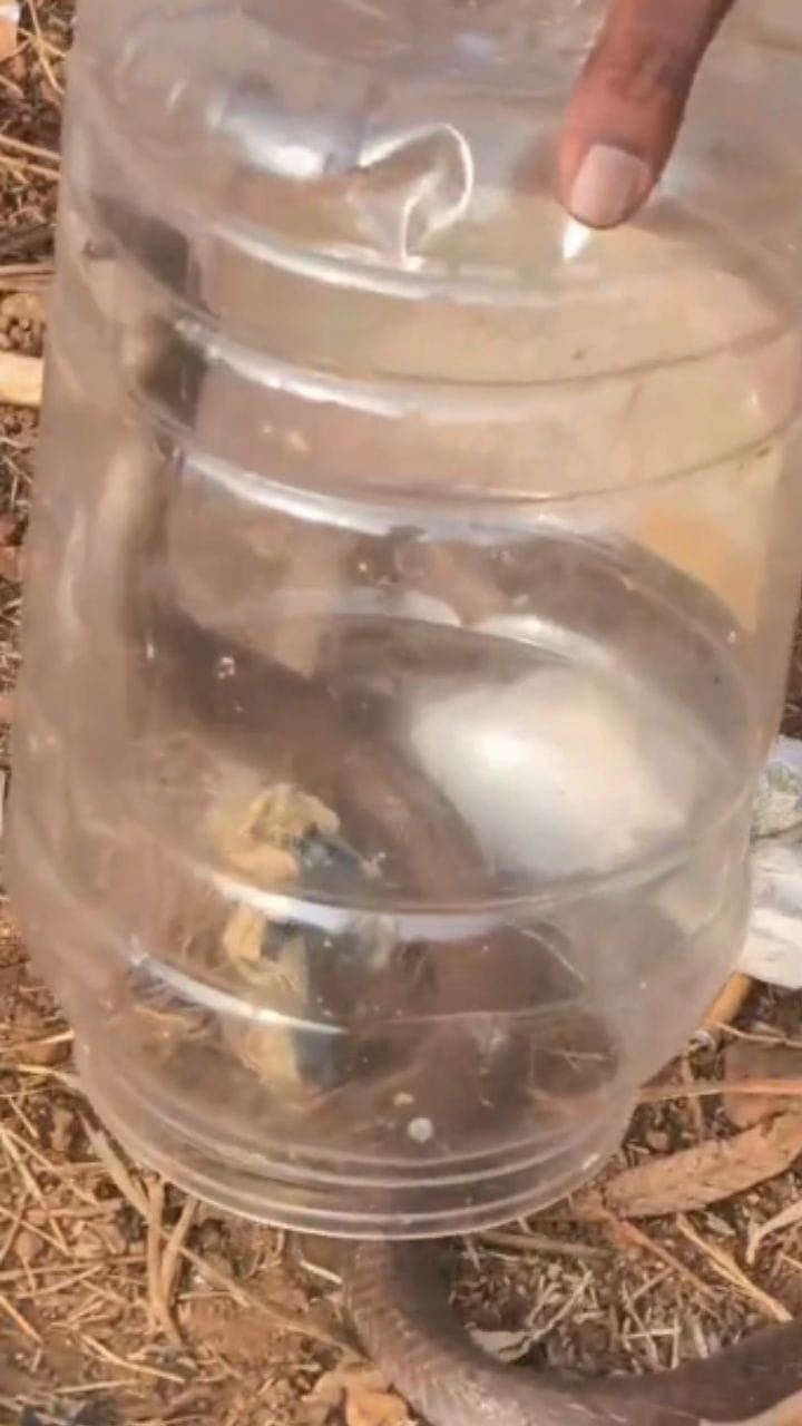 ಡಾಬಾ ಗೋಡೆಯಲ್ಲಿ ಅವಿತು ಬುಸ್​​ ಬುಸ್​​ ಎಂದ ನಾಗಪ್ಪ