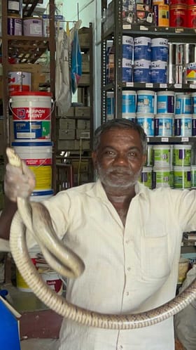 ಹಾರ್ಡ್‌ವೇರ್ ಅಂಗಡಿಯಲ್ಲಿ ಅಡಗಿತ್ತು 6 ಅಡಿಯ ಸರ್ಪ!