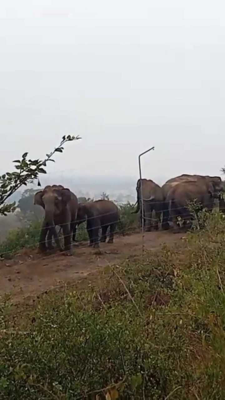 ತಮಿಳುನಾಡು ಗಡಿಯಲ್ಲಿ ಗಜಪಡೆಯ ಹಿಂಡು ಪ್ರತ್ಯಕ್ಷ!