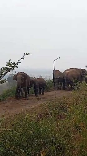 ತಮಿಳುನಾಡು ಗಡಿಯಲ್ಲಿ ಗಜಪಡೆಯ ಹಿಂಡು ಪ್ರತ್ಯಕ್ಷ!