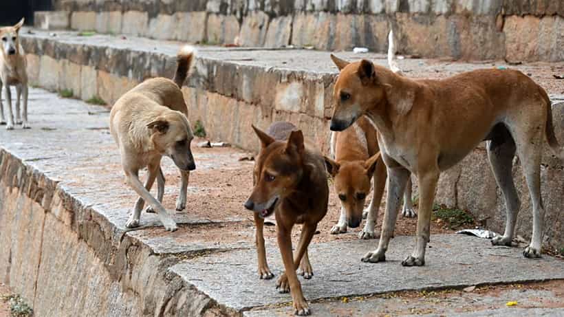 ಬೀದಿ ನಾಯಿಗಳ ಮನಸ್ಸನ್ನು ಯಾರೂ ಓದಲು ಸಾಧ್ಯವಿಲ್ಲ, ನಾಯಿಗಳ ಹಾವಳಿ ಬಗ್ಗೆ ಸುಪ್ರೀಂಕೋರ್ಟ್ ಹೇಳಿದ್ದೇನು?