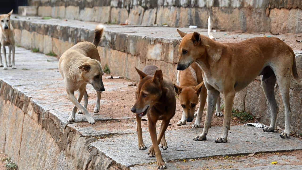 ಬೀದಿ ನಾಯಿಗಳ ಮನಸ್ಸನ್ನು ಯಾರೂ ಓದಲು ಸಾಧ್ಯವಿಲ್ಲ, ನಾಯಿಗಳ ಹಾವಳಿ ಬಗ್ಗೆ ಸುಪ್ರೀಂಕೋರ್ಟ್ ಹೇಳಿದ್ದೇನು? ಬೀದಿ ನಾಯಿಗಳ ಮನಸ್ಸನ್ನು ಯಾರೂ ಓದಲು ಸಾಧ್ಯವಿಲ್ಲ, ನಾಯಿಗಳ ಹಾವಳಿ ಬಗ್ಗೆ ಸುಪ್ರೀಂಕೋರ್ಟ್ ಹೇಳಿದ್ದೇನು?