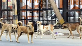 ಬೀದಿ ನಾಯಿಗಳ ಅಟ್ಟಹಾಸ: ಒಂದೇ ದಿನ 36ಕ್ಕೂ ಅಧಿಕ ಮಂದಿ ಮೇಲೆ ದಾಳಿ