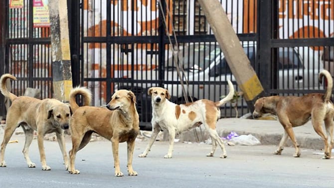 ಬೀದಿ ನಾಯಿಗಳ ಅಟ್ಟಹಾಸ: ಒಂದೇ ದಿನ 36ಕ್ಕೂ ಅಧಿಕ ಮಂದಿ ಮೇಲೆ ದಾಳಿ