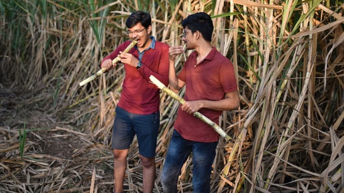 ಕಬ್ಬು ತಿನ್ನುವ ಅವಕಾಶವನ್ನು ಮಿಸ್ ಮಾಡ್ಬೇಡಿ, ಯಾಕೆ ಗೊತ್ತಾ?