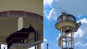 60 ಅಡಿ ಎತ್ತರದ ನೀರಿನ ಟ್ಯಾಂಕ್ ಹತ್ತಿದ ಹೋರಿ