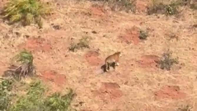 ಚಂದ್ರದ್ರೋಣ ಪರ್ವತದ ಸಾಲಿನಲ್ಲಿ ಹುಲಿ ಓಡಾಟ: ಆತಂಕದಲ್ಲಿ ಪ್ರವಾಸಿಗರು