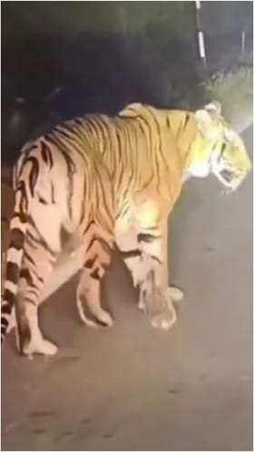 ಮಡಿಕೇರಿ: ರಸ್ತೇಲಿ ಬೃಹದಾಕಾರದ ಹುಲಿ ಪ್ರತ್ಯಕ್ಷ!