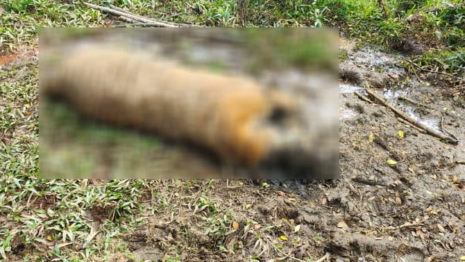 ಭದ್ರಾ ಹುಲಿ ಸಂರಕ್ಷಿತಾರಣ್ಯ ಪ್ರದೇಶದಲ್ಲಿ ಹುಲಿ ಕಳೇಬರ ಪತ್ತೆ