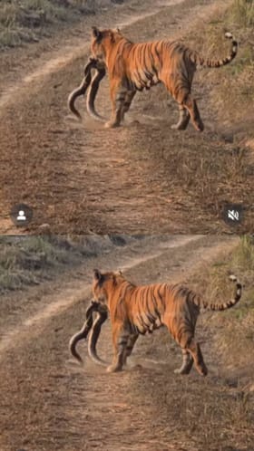 ದೈತ್ಯ ಹಾವನ್ನು ಬೇಟೆಯಾಡಿದ ಹುಲಿ; ಭಯಾನಕ ವಿಡಿಯೋ ವೈರಲ್