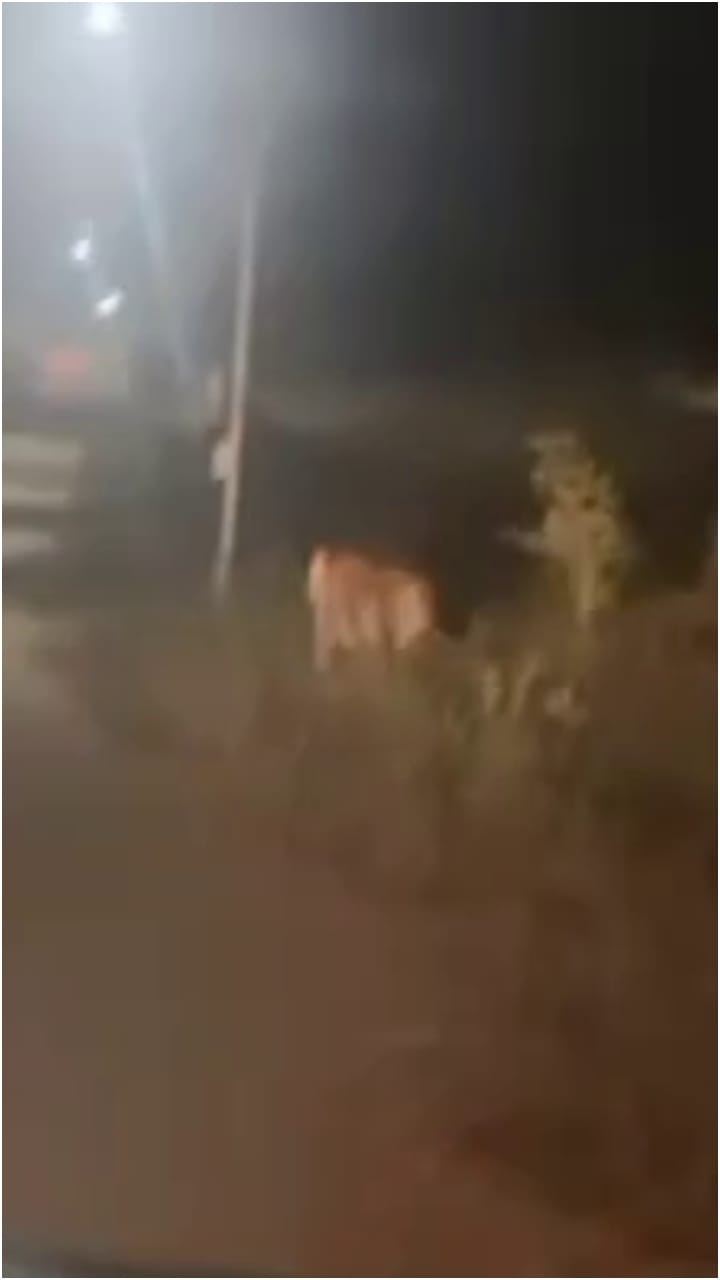 ಮೈಸೂರು ಏರ್​ಪೋರ್ಟ್ ಬಳಿಗೇ ಬಂದ ಹುಲಿ!