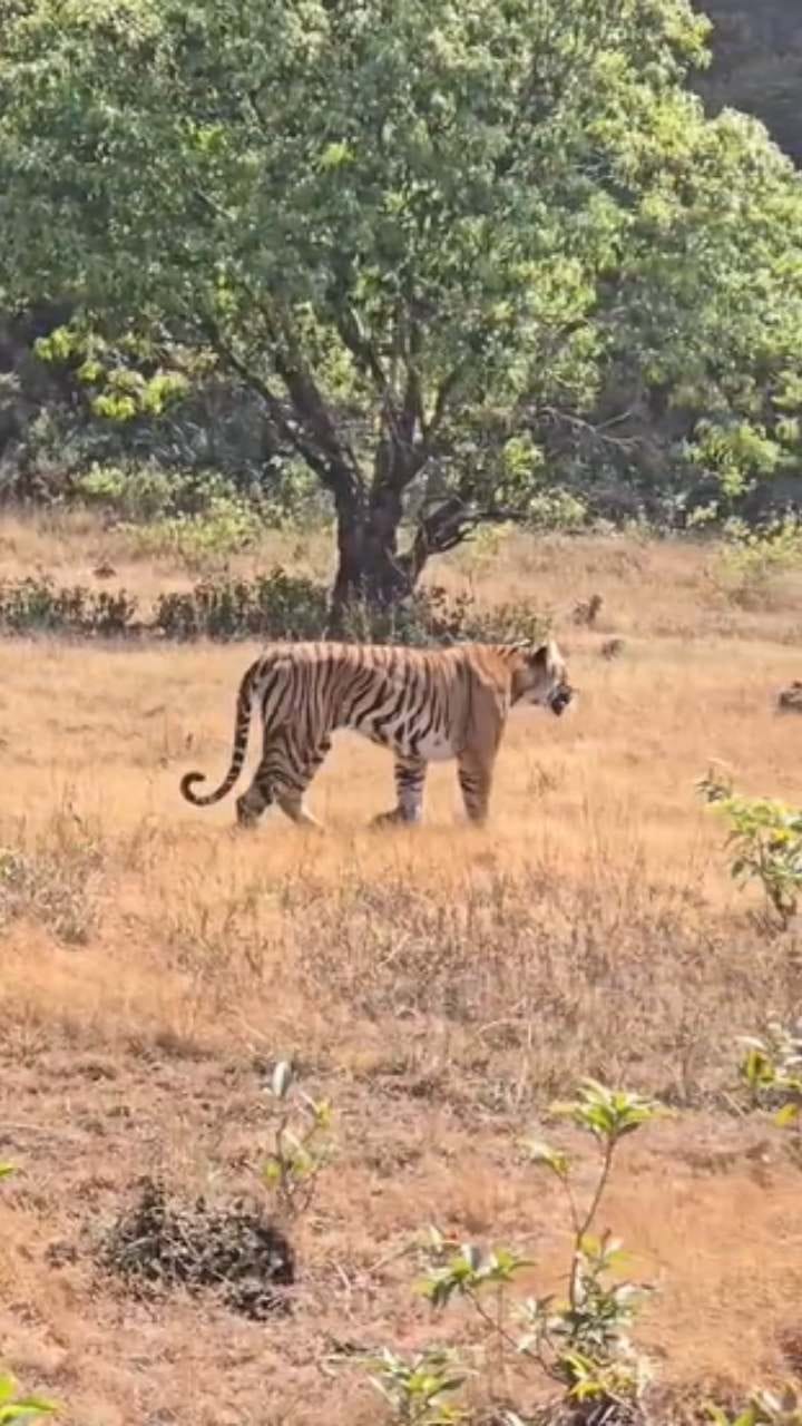 ಕೆಮ್ಮಣ್ಣುಗುಂಡಿಯಲ್ಲಿ ಹುಲಿ ಪ್ರತ್ಯಕ್ಷ: ಅಪರೂಪದ ದೃಶ್ಯ ಸೆರೆ
