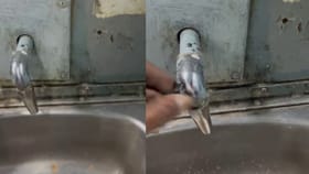 ಹಾಸನ-ಸೋಲಾಪುರ ಎಕ್ಸ್​ಪ್ರೆಸ್​ ರೈಲಿನಲ್ಲಿ ನೀರಿಲ್ಲದೇ ಪ್ರಯಾಣಿಕರ ಪರದಾಟ