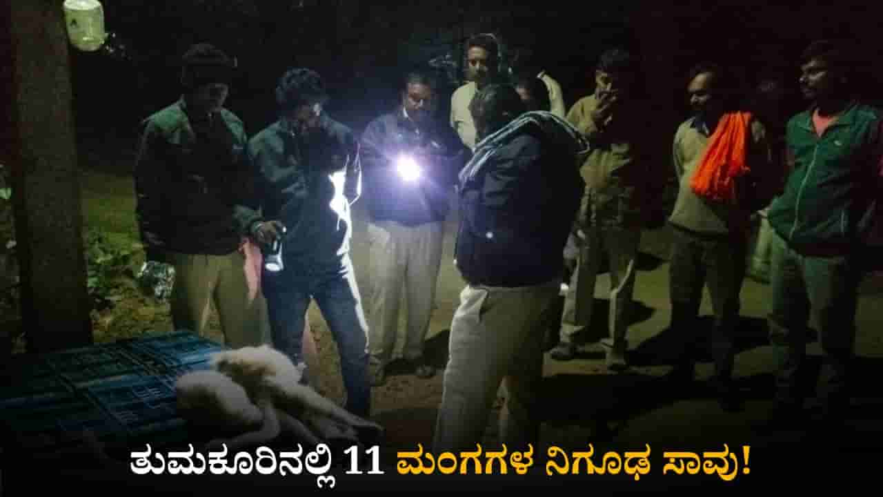 ತುಮಕೂರಿನಲ್ಲಿ 11 ಮಂಗಗಳ ನಿಗೂಢ ಸಾವು! ವಿಷಪ್ರಾಶನ ಮಾಡಿಸಿರುವ ಶಂಕೆ