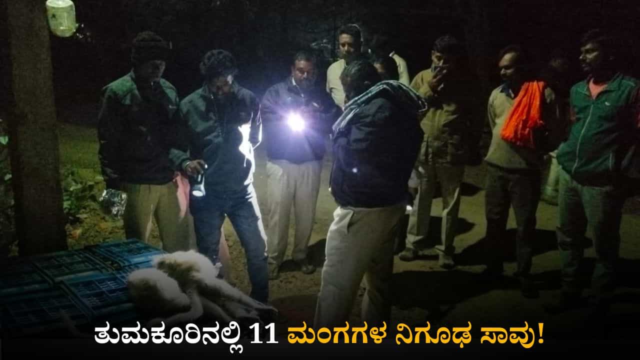 ತುಮಕೂರಿನಲ್ಲಿ 11 ಮಂಗಗಳ ನಿಗೂಢ ಸಾವು! ವಿಷಪ್ರಾಶನ ಮಾಡಿಸಿರುವ ಶಂಕೆ ತುಮಕೂರಿನಲ್ಲಿ 11 ಮಂಗಗಳ ನಿಗೂಢ ಸಾವು! ವಿಷಪ್ರಾಶನ ಮಾಡಿಸಿರುವ ಶಂಕೆ