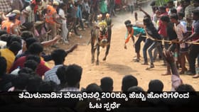 ತಮಿಳುನಾಡಿನ ವೆಲ್ಲೂರಿನಲ್ಲಿ 200ಕ್ಕೂ ಹೆಚ್ಚು ಹೋರಿಗಳಿಂದ ಓಟ ಸ್ಪರ್ಧೆ