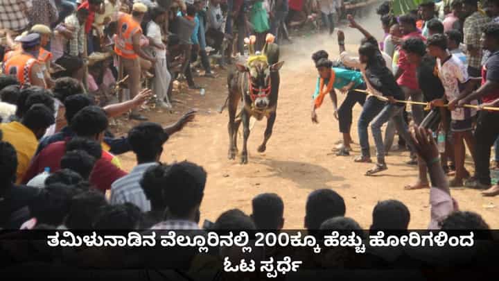ತಮಿಳುನಾಡಿನ ವೆಲ್ಲೂರಿನಲ್ಲಿ ಜಲ್ಲಿಕಟ್ಟು ಸ್ಪರ್ಧೆ; 200ಕ್ಕೂ ಹೆಚ್ಚು ಹೋರಿಗಳು ಭಾಗಿ ತಮಿಳುನಾಡಿನ ವೆಲ್ಲೂರಿನಲ್ಲಿ ಜಲ್ಲಿಕಟ್ಟು ಸ್ಪರ್ಧೆ; 200ಕ್ಕೂ ಹೆಚ್ಚು ಹೋರಿಗಳು ಭಾಗಿ