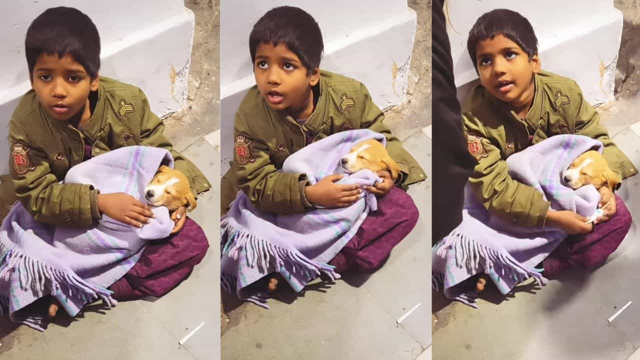 Video: ಪುಟ್ಟ ಹುಡುಗನ ಮಡಿಲಲ್ಲಿ ಹಾಯಾಗಿ ಮಲಗಿದ ನಾಯಿ ಮರಿ Video: ಪುಟ್ಟ ಹುಡುಗನ ಮಡಿಲಲ್ಲಿ ಹಾಯಾಗಿ ಮಲಗಿದ ನಾಯಿ ಮರಿ