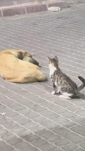 ಶ್ವಾನದ ನಿದ್ದೆಗೆ ಭಂಗ ತಂದ ಬೆಕ್ಕಣ್ಣ