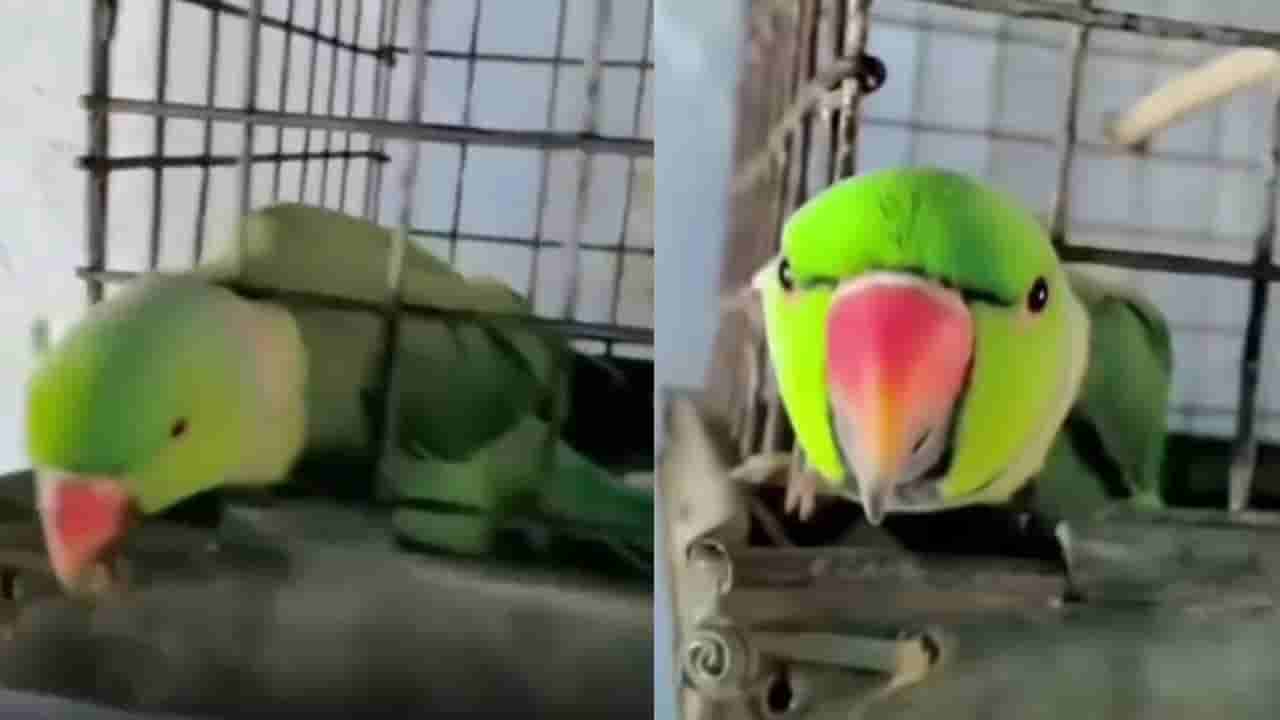 Video: ಟೊಮೊಟೊ ಕೊಡಲ್ಲ ಎಂದಿದ್ದಕ್ಕೆ ಮನೆಯೊಡತಿಗೆ ಬೆದರಿಕೆ ಹಾಕಿದ ಸಾಕು ಗಿಳಿ