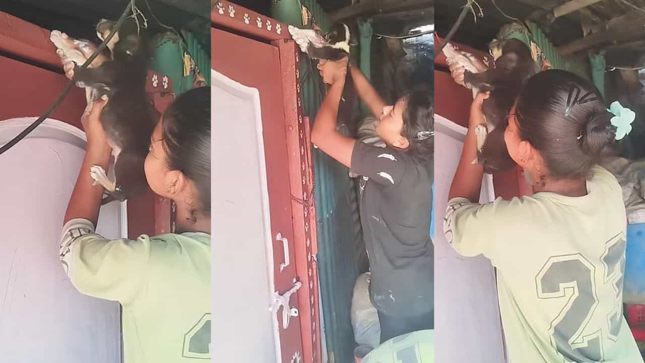 Video: ನಾಯಿ ಮರಿಗಳ ಹೆಜ್ಜೆ ಗುರುತಿನಿಂದ ಮನೆ ಬಾಗಿಲನ್ನು ಅಲಂಕರಿಸಿದ ಯುವತಿಯರು
