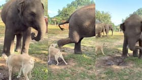 ತನಗೆ ಬೊಗಳಿದ ಶ್ವಾನವನ್ನು ಒದ್ದು ಓಡಿಸಿದ ಗಜರಾಜ