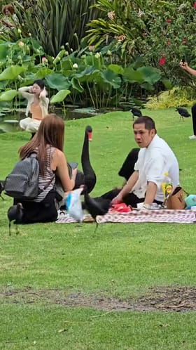 ಚಿಪ್ಸ್ ಪ್ಯಾಕೆಟನ್ನೇ ಎತ್ಕೊಂಡು ಎಸ್ಕೇಪ್‌ ಆದ ಹಕ್ಕಿ