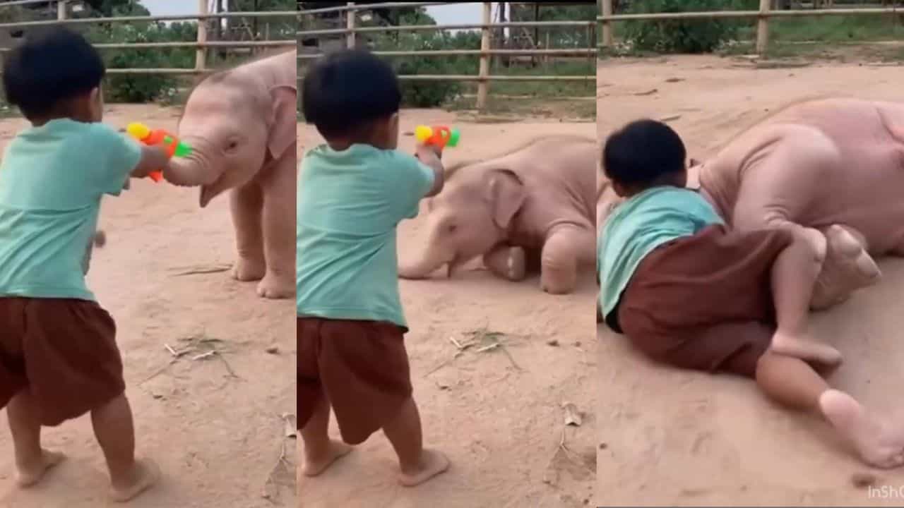 Video: ಪುಟಾಣಿ ಆಟಿಕೆ ಗನ್ನಿಂದ ಶೂಟ್ ಮಾಡುತ್ತಿದ್ದಂತೆ ಕುಸಿದು ಬಿದ್ದಂತೆ ನಟಿಸಿದ ಮರಿಯಾನೆ Video: ಪುಟಾಣಿ ಆಟಿಕೆ ಗನ್ನಿಂದ ಶೂಟ್ ಮಾಡುತ್ತಿದ್ದಂತೆ ಕುಸಿದು ಬಿದ್ದಂತೆ ನಟಿಸಿದ ಮರಿಯಾನೆ