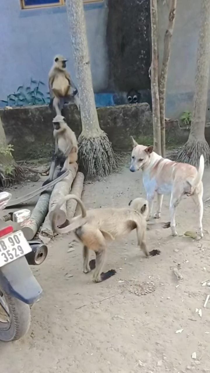 ಸುಮ್ಮನೆ ನಿಂತಿದ್ದ ಶ್ವಾನದ ಕಾಲೆಳೆದ ಕೋತಿ