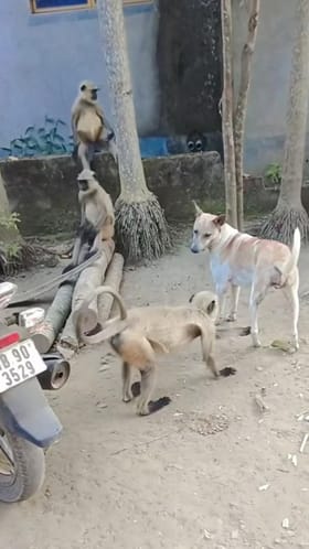 ಸುಮ್ಮನೆ ನಿಂತಿದ್ದ ಶ್ವಾನದ ಕಾಲೆಳೆದ ಕೋತಿ