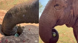 ರಿಯಲ್‌ ಲೈಫ್‌ ಸ್ಪೈಡರ್‌ ಮ್ಯಾನ್;‌ ಹಗ್ಗದ ಸಹಾಯವಿಲ್ಲದೆಯೇ 508 ಮೀಟರ್ ಎತ್ತರದ ಕಟ್ಟಡವನ್ನೇರಿದ ಅಮೆರಿಕದ ರಾಕ್‌ ಕ್ಲೈಂಬರ್