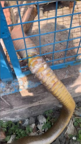 ಕಂಬಿಯೊಳಗೆ ಸಿಲುಕಿ ಒದ್ದಾಡುತ್ತಿದ್ದ ದೈತ್ಯ ಹಾವಿನ ಜೀವ ಉಳಿಸಿದ ವ್ಯಕ್ತಿ