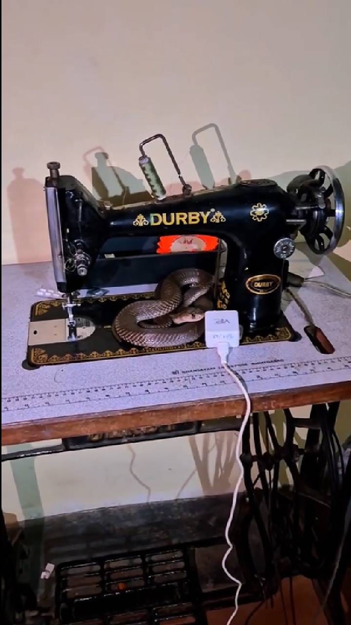 ಟೈಲರಿಂಗ್​ ಮಷೀನ್​ ಒಳಗೆ ಅವಿತು ಕೂತಿದ್ದ ಹಾವು; ವಿಡಿಯೋ ವೈರಲ್​​