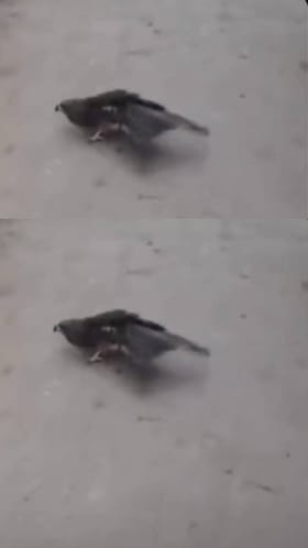 ಗಾಳಿಪಟದ ದಾರಕ್ಕೆ ಸಿಲುಕಿ ರೆಕ್ಕೆಯನ್ನೇ ಕಳೆದುಕೊಂಡ ಗಿಡುಗ; ವಿಡಿಯೋ ವೈರಲ್