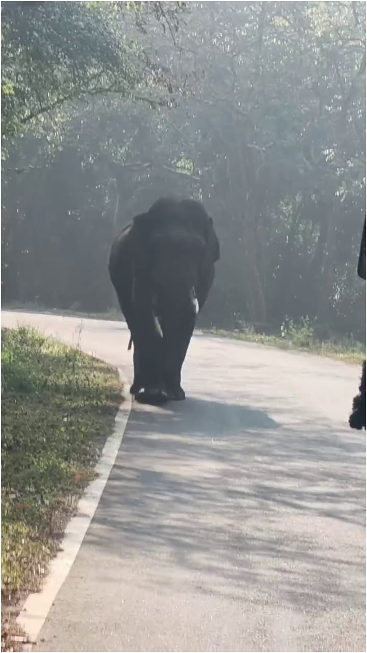 ಬಸ್ಸನ್ನೇ ಅಡ್ಡಗಟ್ಟಿ ನಡು ರಸ್ತೇಲಿ ಕಾಡಾನೆ ದರ್ಬಾರ್