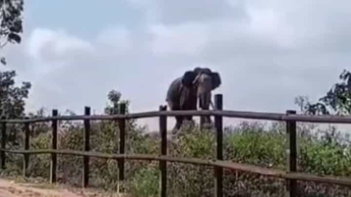 ಮೈಸೂರು: ಅರಣ್ಯ ಇಲಾಖೆ ವಾಹನವ ಅಟ್ಟಾಡಿಸಿಕೊಂಡು ಬೆನ್ನಟ್ಟಿದ ಕಾಡಾನೆ, ವಿಡಿಯೋ ವೈರಲ್ ಮೈಸೂರು: ಅರಣ್ಯ ಇಲಾಖೆ ವಾಹನವ ಅಟ್ಟಾಡಿಸಿಕೊಂಡು ಬೆನ್ನಟ್ಟಿದ ಕಾಡಾನೆ, ವಿಡಿಯೋ ವೈರಲ್