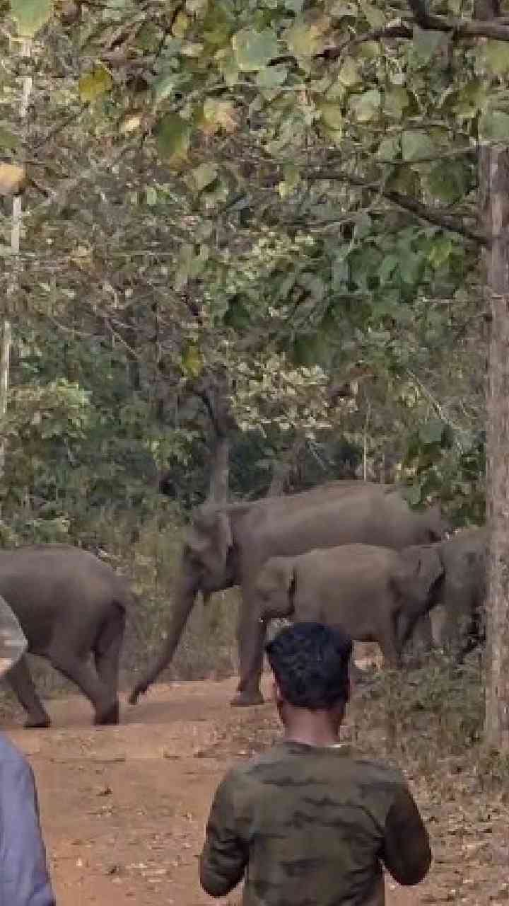 ಕಾಫಿನಾಡಿಗೆ ಕಾಡಾನೆಗಳ ಹಿಂಡು ದಾಂಗುಡಿ