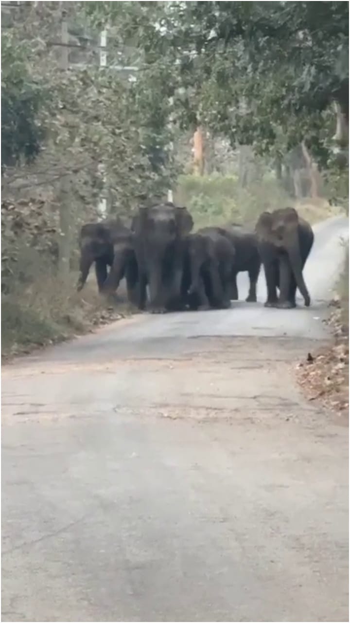 ಆನೇಕಲ್: ಮುತ್ಯಾಲಮಡುವಲ್ಲಿ ನಡು ರಸ್ತೆಲೇ ಕಾಡಾನೆಗಳ ದರ್ಬಾರ್!