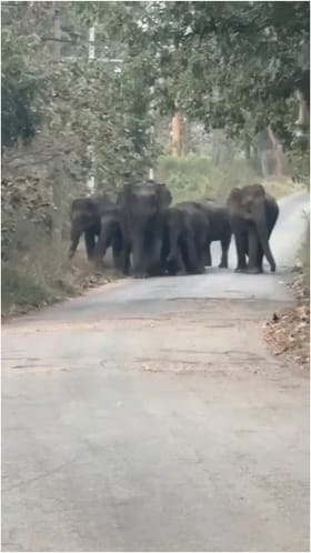 ಆನೇಕಲ್: ಮುತ್ಯಾಲಮಡುವಲ್ಲಿ ನಡು ರಸ್ತೆಲೇ ಕಾಡಾನೆಗಳ ದರ್ಬಾರ್!