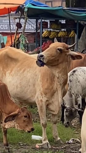 ಬಾಯಿಗೆ ಪ್ಲಾಸ್ಟಿಕ್​ ಟಿನ್​ ಸಿಲುಕಿ ಒದ್ದಾಡುತ್ತಿದ್ದ ದನವನ್ನು ರಕ್ಷಿಸಿದ ಯುವಕರ ತಂಡ