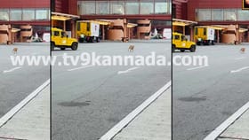 ಕೆಂಪೇಗೌಡ ಏರ್​ಪೋರ್ಟಲ್ಲಿ ಭದ್ರತಾ ಲೋಪ: ರನ್‌ವೇಗೆ ನುಗ್ಗಿದ ಬೀದಿ ನಾಯಿಗಳು
