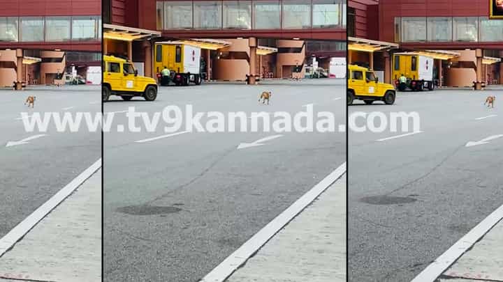 ಕೆಂಪೇಗೌಡ ವಿಮಾನ ನಿಲ್ದಾಣದಲ್ಲಿ ಭದ್ರತಾ ಲೋಪ: ರನ್ವೇಗೆ ನುಗ್ಗಿದ ಬೀದಿ ನಾಯಿಗಳು, ತಪ್ಪಿದ ಭಾರೀ ಅನಾಹುತ ಕೆಂಪೇಗೌಡ ವಿಮಾನ ನಿಲ್ದಾಣದಲ್ಲಿ ಭದ್ರತಾ ಲೋಪ: ರನ್ವೇಗೆ ನುಗ್ಗಿದ ಬೀದಿ ನಾಯಿಗಳು, ತಪ್ಪಿದ ಭಾರೀ ಅನಾಹುತ