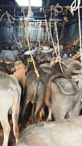 ಕಸಾಯಿಖಾನೆಗೆ ಸಾಗಿಸುತ್ತಿದ್ದ 38 ಜಾನುವಾರಗಳ ರಕ್ಷಣೆ!