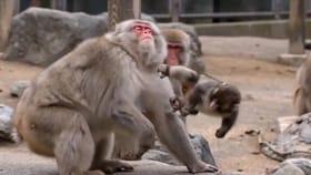 ತನಗೆ ಕಾಟ ಕೊಟ್ಟವರಿಗೆ ಪಂಚ್ ಕೊಡ್ತಾ ಈ ಮರಿ ಕೋತಿ ‘ಪಂಚ್’?